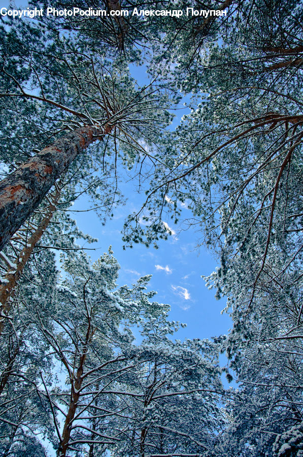 Conifer, Fir, Plant, Tree, Larch, Wood, Blossom