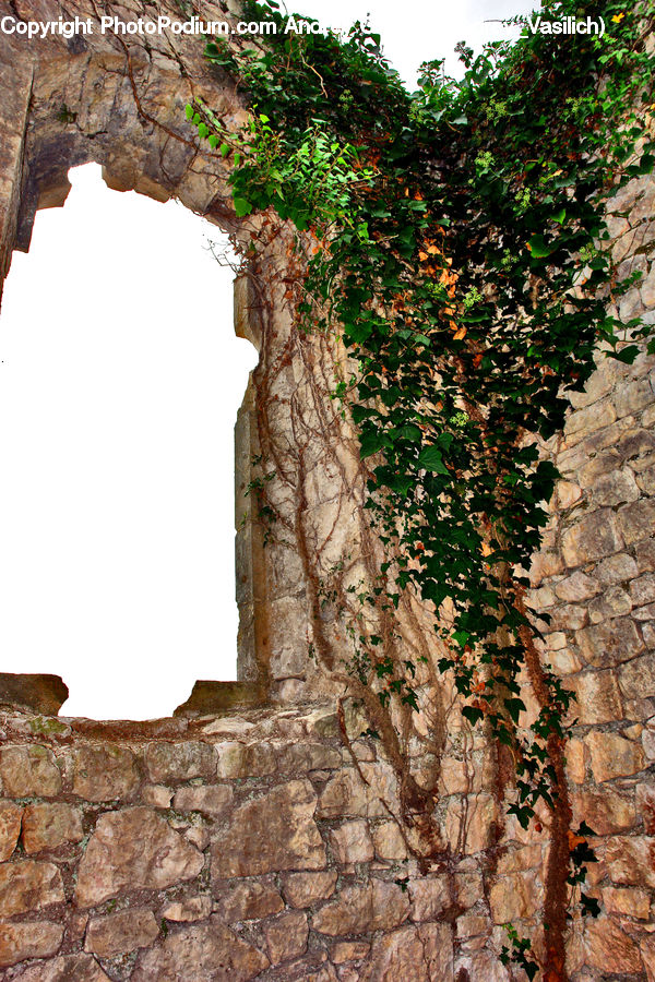 Ivy, Plant, Vine, Ruins, Arch, Hole, Castle