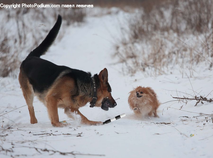 Animal, Canine, Dog, German Shepherd, Mammal, Pet, Terrier