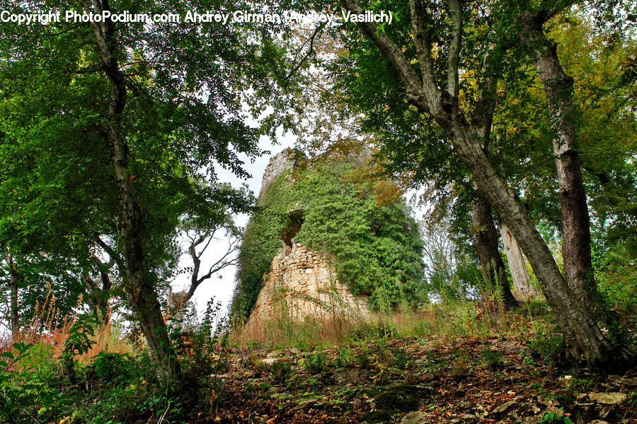 Ivy, Plant, Vine, Forest, Jungle, Rainforest, Vegetation