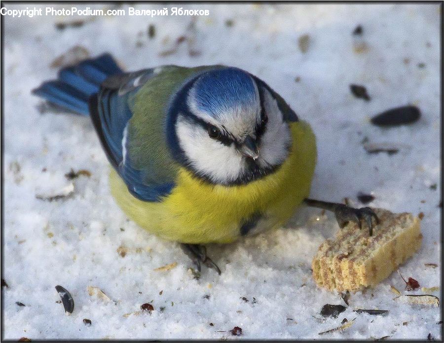 Bird, Angelfish, Fish, Sea Life, Blue Jay, Bluebird, Jay