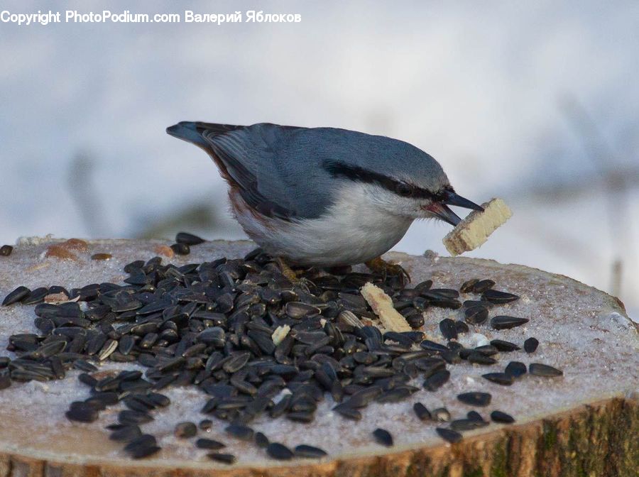 Bird, Blue Jay, Bluebird, Jay, Sparrow, Pebble, Finch