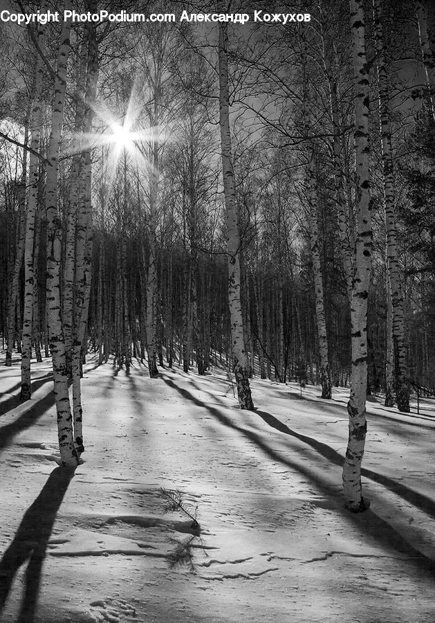 Birch, Tree, Wood, Plant, Boardwalk, Path, Pavement