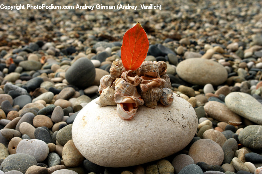 Pebble, Rock, Acorn, Plant, Seed