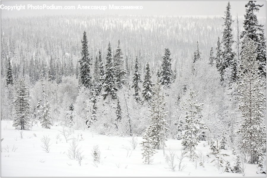 Ice, Outdoors, Snow, Conifer, Fir, Pine, Spruce