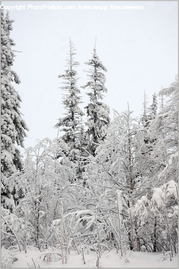 Ice, Outdoors, Snow, Conifer, Fir, Spruce, Wood