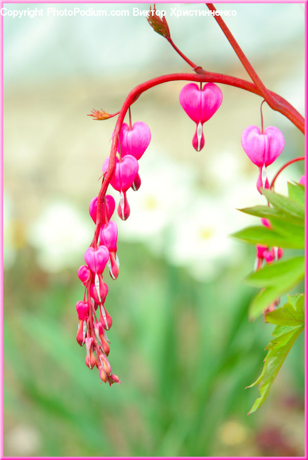 Blossom, Flora, Flower, Plant, Geranium, Cherry, Fruit