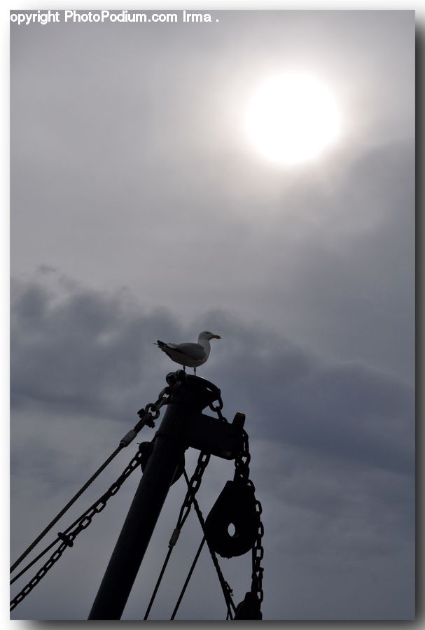 Tripod, Bird, Blackbird, Crow