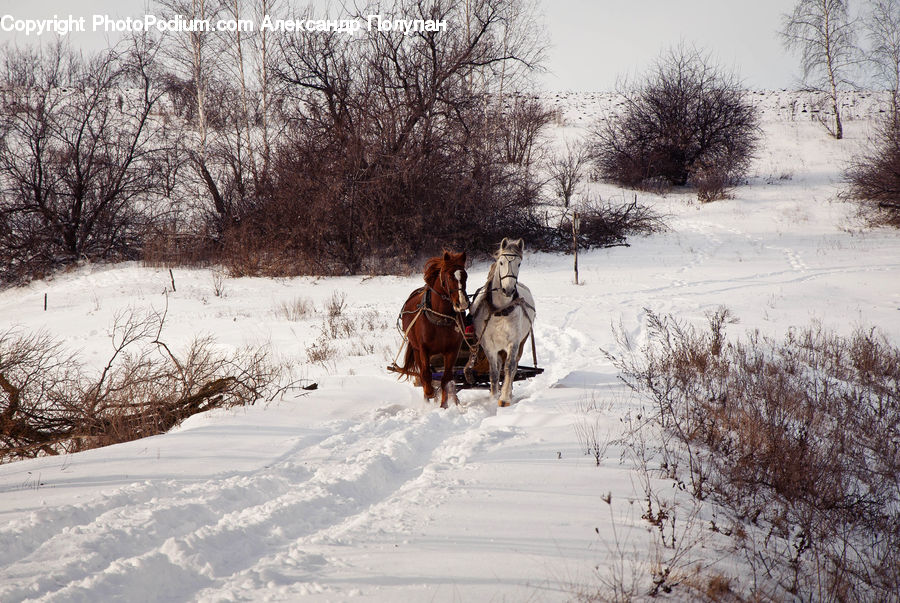 Animal, Horse, Mammal, Carriage, Horse Cart, Vehicle, Equestrian