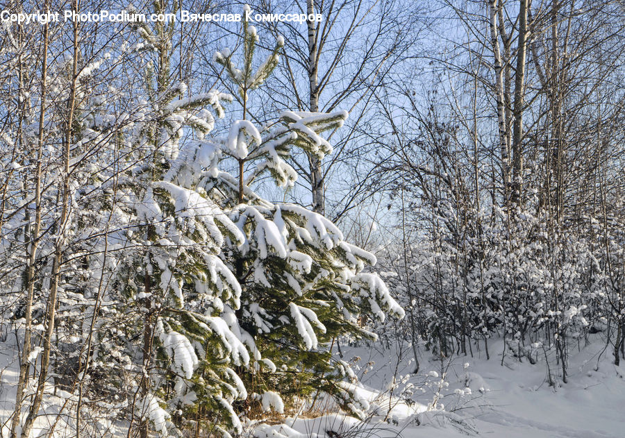 Conifer, Fir, Plant, Tree, Frost, Ice, Outdoors
