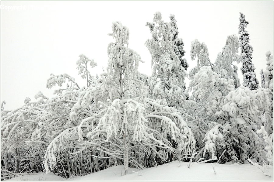 Frost, Ice, Outdoors, Snow, Conifer, Fir, Plant