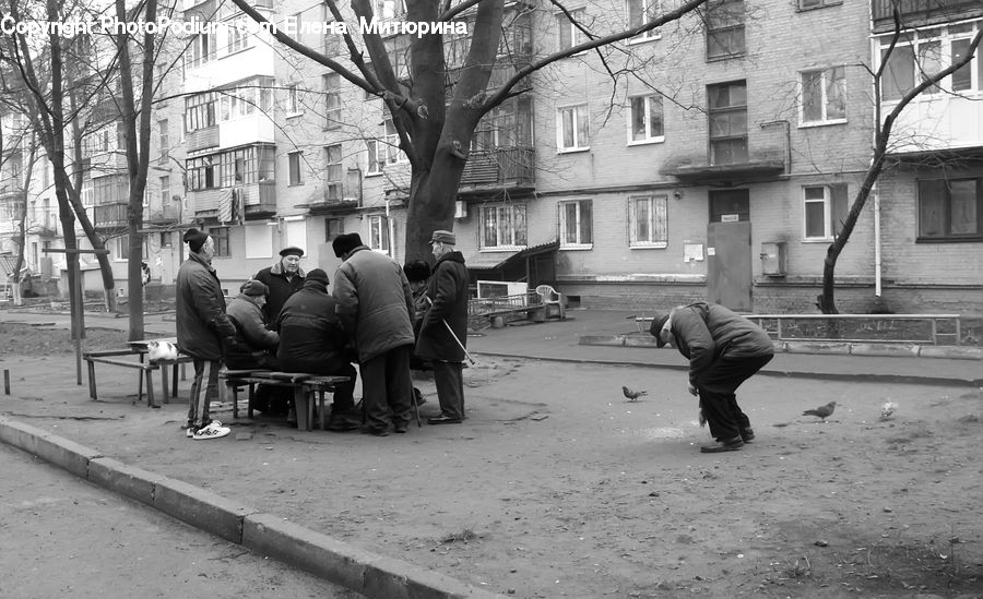 Human, People, Person, Bird, Pigeon, Bench, Brick