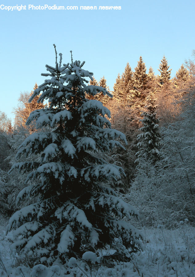 Conifer, Fir, Spruce, Wood, Plant, Tree, Pine