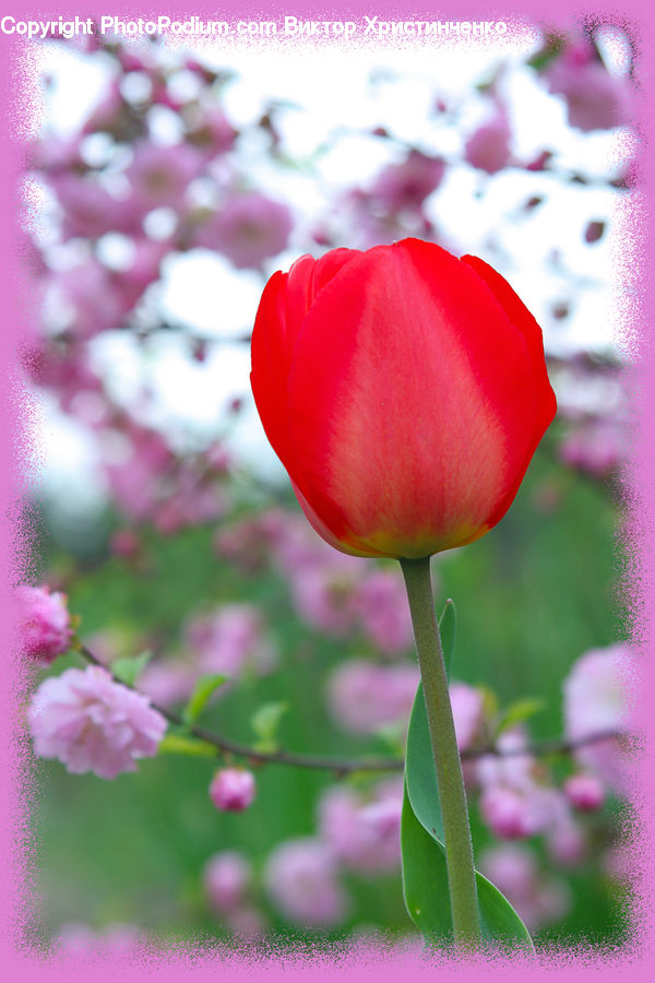 Blossom, Flora, Flower, Plant, Tulip, Carnation