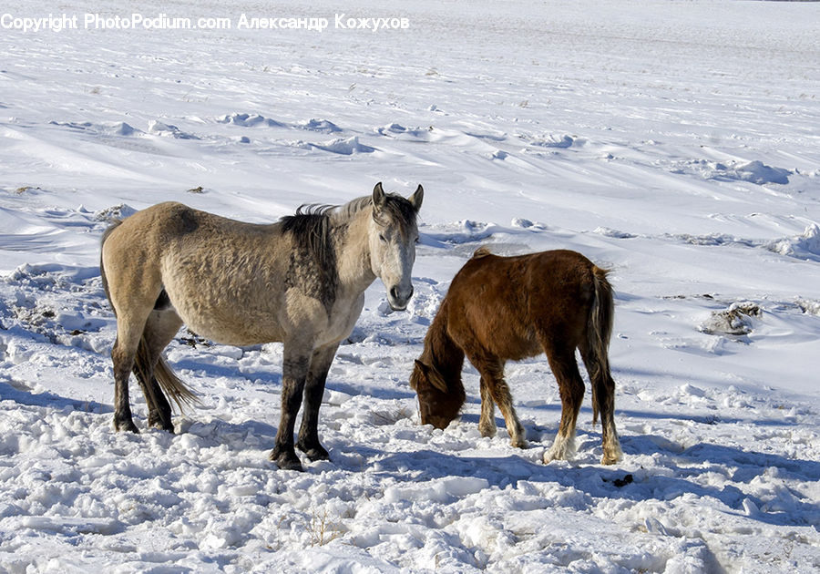 Animal, Horse, Mammal, Stallion, Colt Horse, Foal