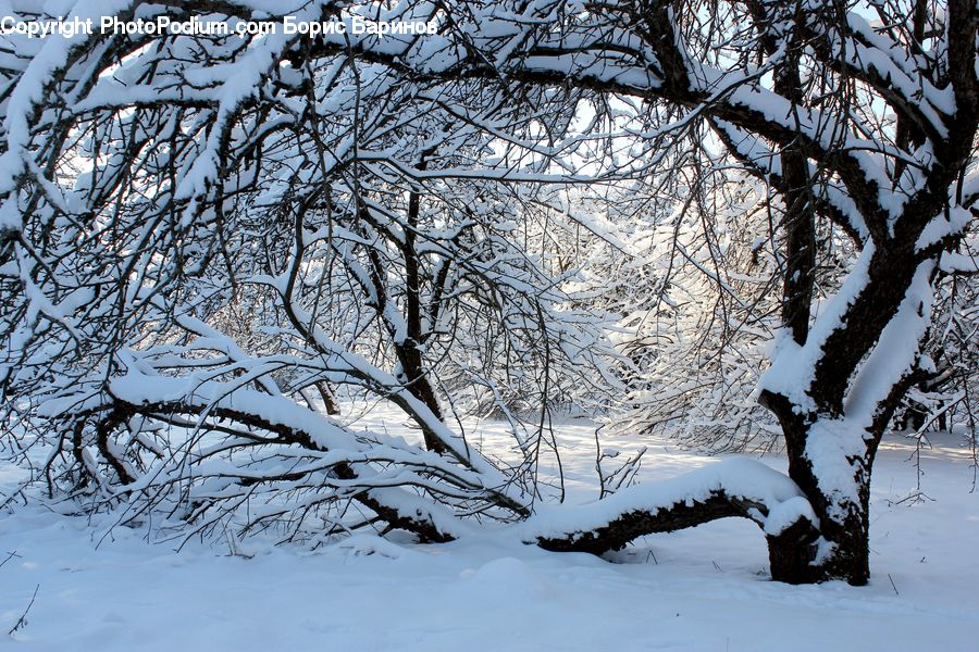 Landscape, Nature, Scenery, Ice, Outdoors, Snow, Oak