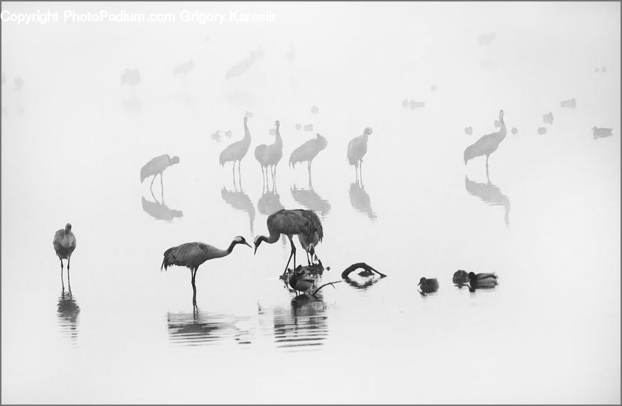 Bird, Crane Bird, Heron, Stork, Fog, Ardeidae, Waterfowl