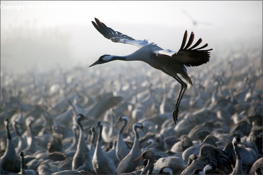 Bird, Crane Bird, Heron, Footwear, Shoe, Beak, Condor