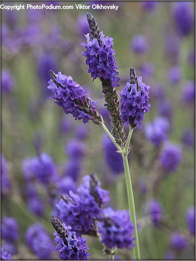 Lavender, Plant, Blossom, Flora, Flower