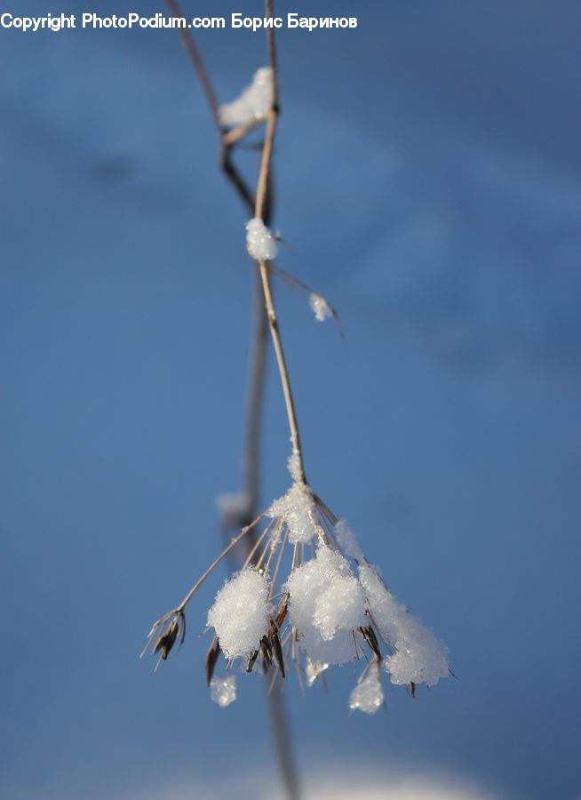 Frost, Ice, Outdoors, Snow, Ornament, Cricket Insect, Grasshopper