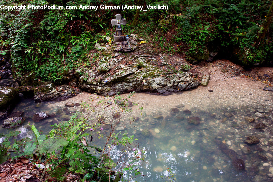 Forest, Jungle, Rainforest, Vegetation, Algae, Blossom, Flora