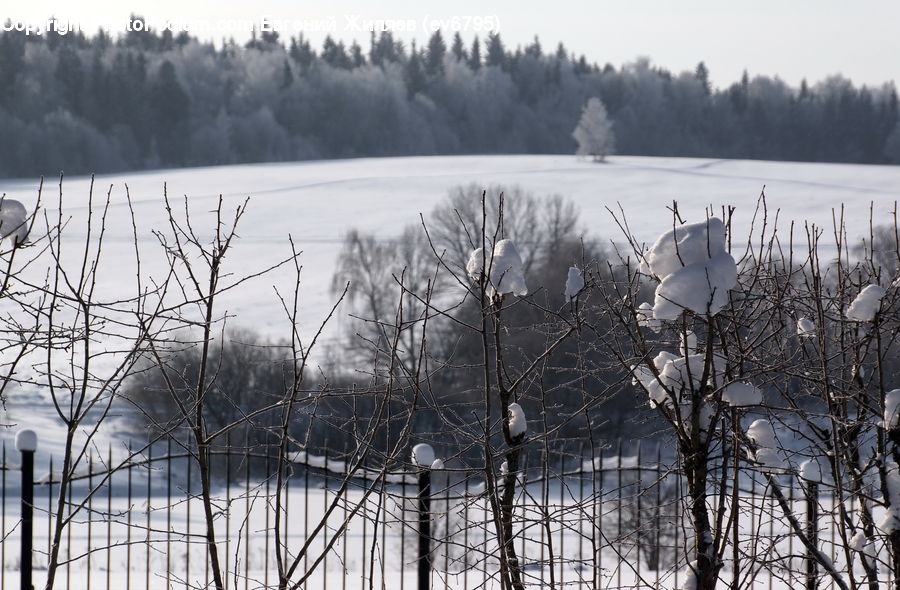 Ice, Outdoors, Snow, Landscape, Nature, Scenery, Ardeidae