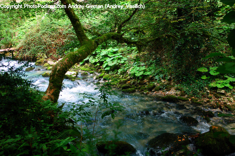 Creek, Outdoors, River, Water, Forest, Jungle, Rainforest