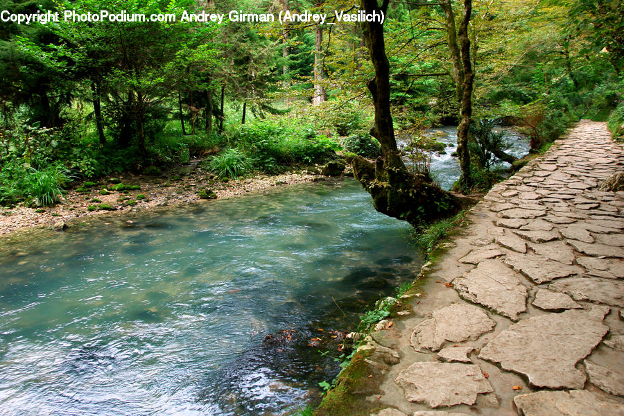 Creek, Outdoors, River, Water, Forest, Jungle, Rainforest