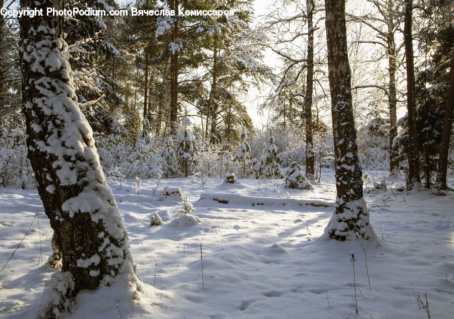 Birch, Tree, Wood, Forest, Vegetation, Conifer, Fir