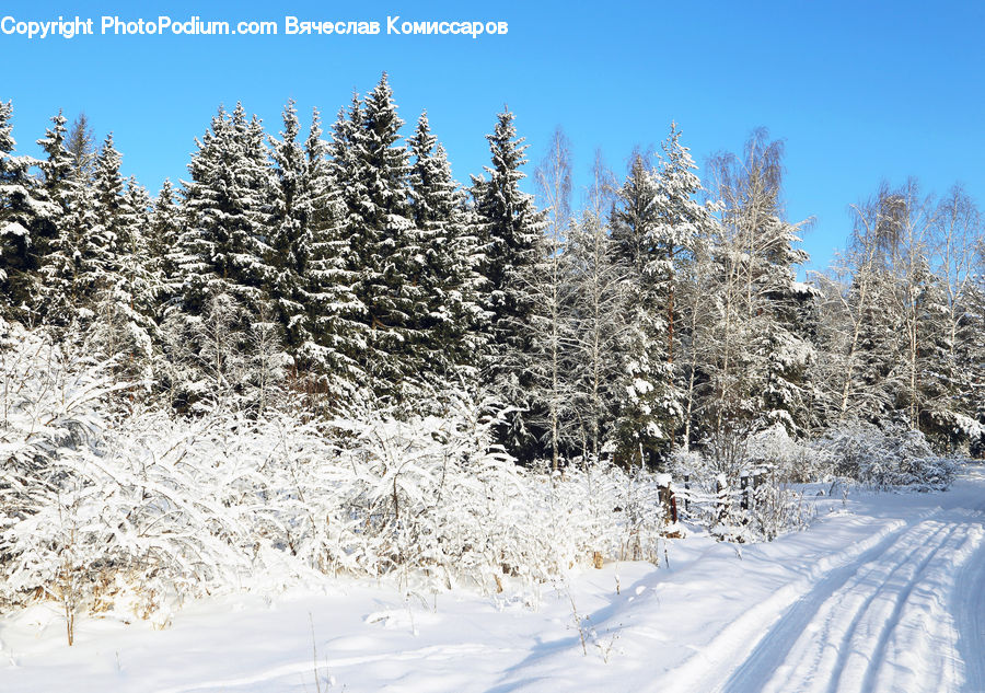Conifer, Fir, Spruce, Wood, Ice, Outdoors, Snow