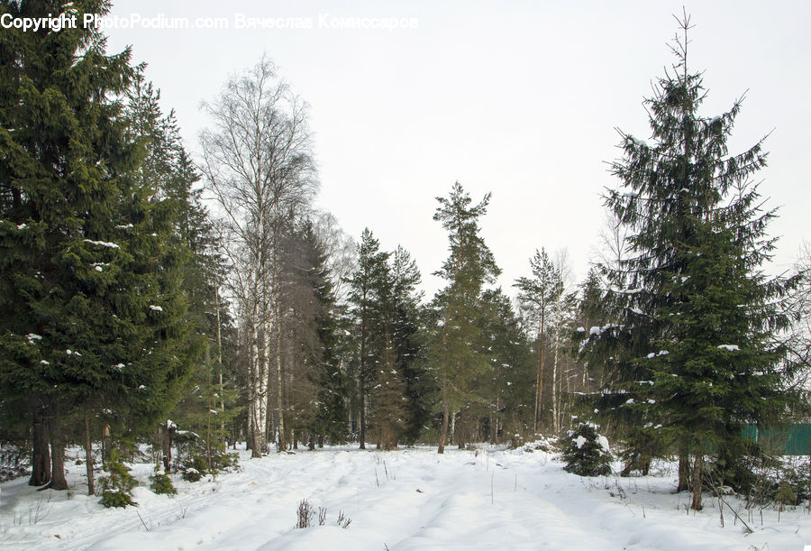 Conifer, Fir, Spruce, Wood, Plant, Tree, Pine