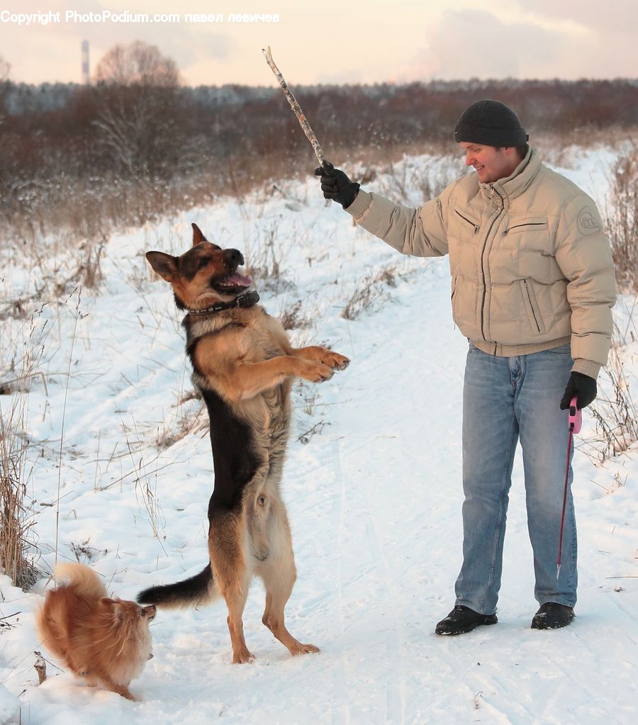 Human, People, Person, Animal, Canine, Dog, German Shepherd