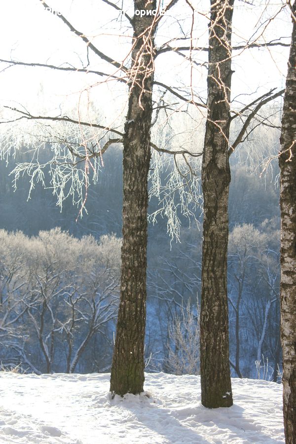 Birch, Tree, Wood, Conifer, Fir, Spruce, Plant