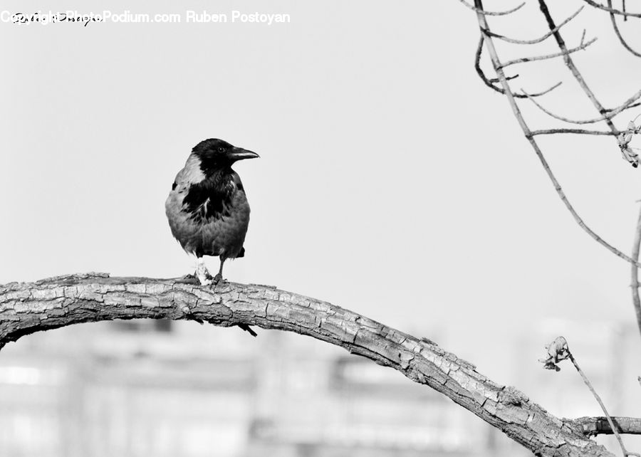 Bird, Blackbird, Crow