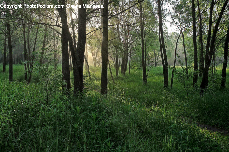 Forest, Vegetation, Grove, Land, Field, Grass, Grassland