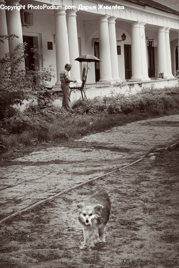 Animal, Building, Housing, Villa, Canine, Collie, Dog