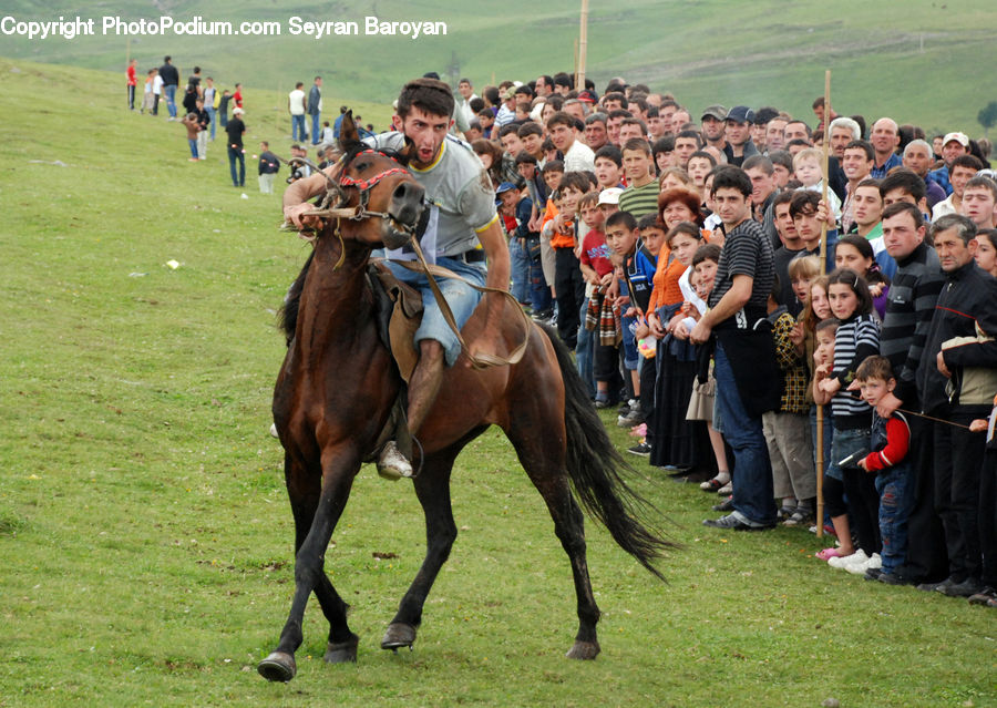 People, Person, Human, Animal, Equestrian, Horse, Countryside