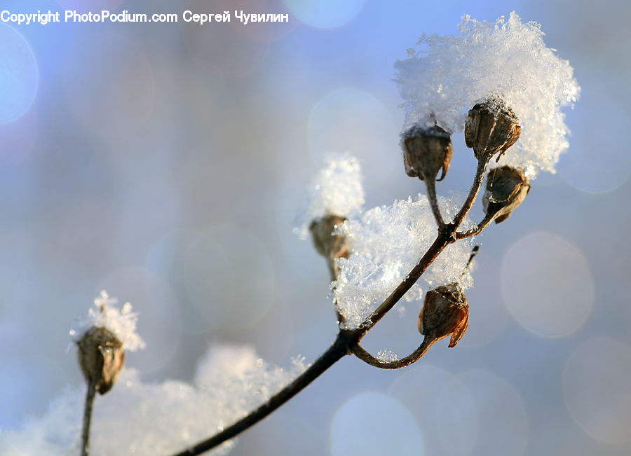 Blossom, Flora, Flower, Plant, Frost, Ice, Outdoors