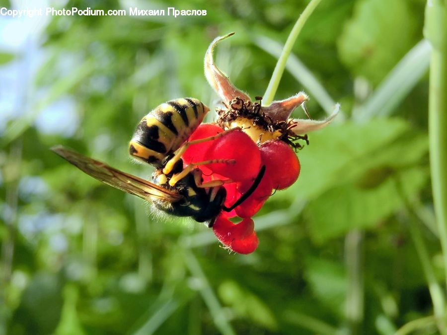 Bee, Hornet, Insect, Invertebrate, Wasp, Flora, Pollen