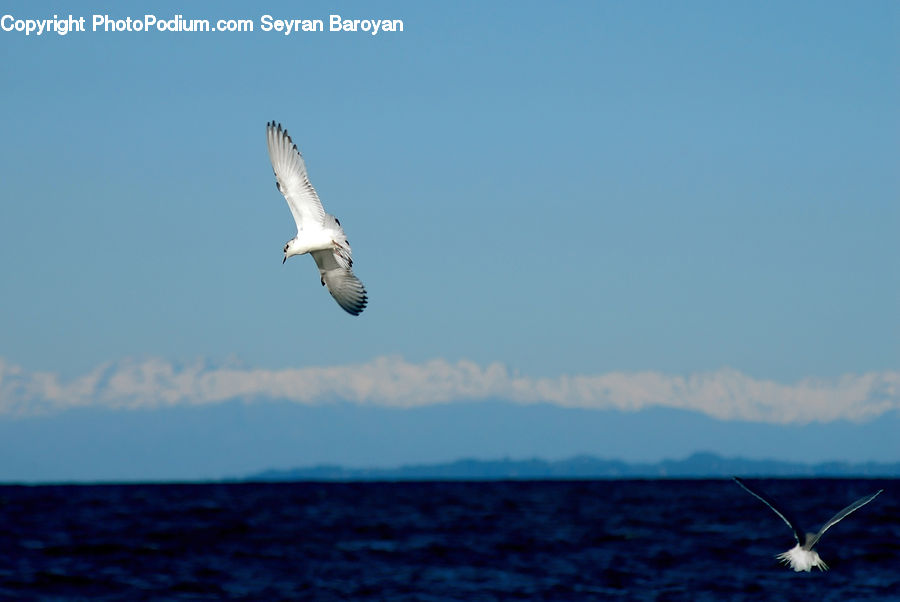 Bird, Seagull, Adventure, Flight, Gliding, Leisure Activities, Outdoors