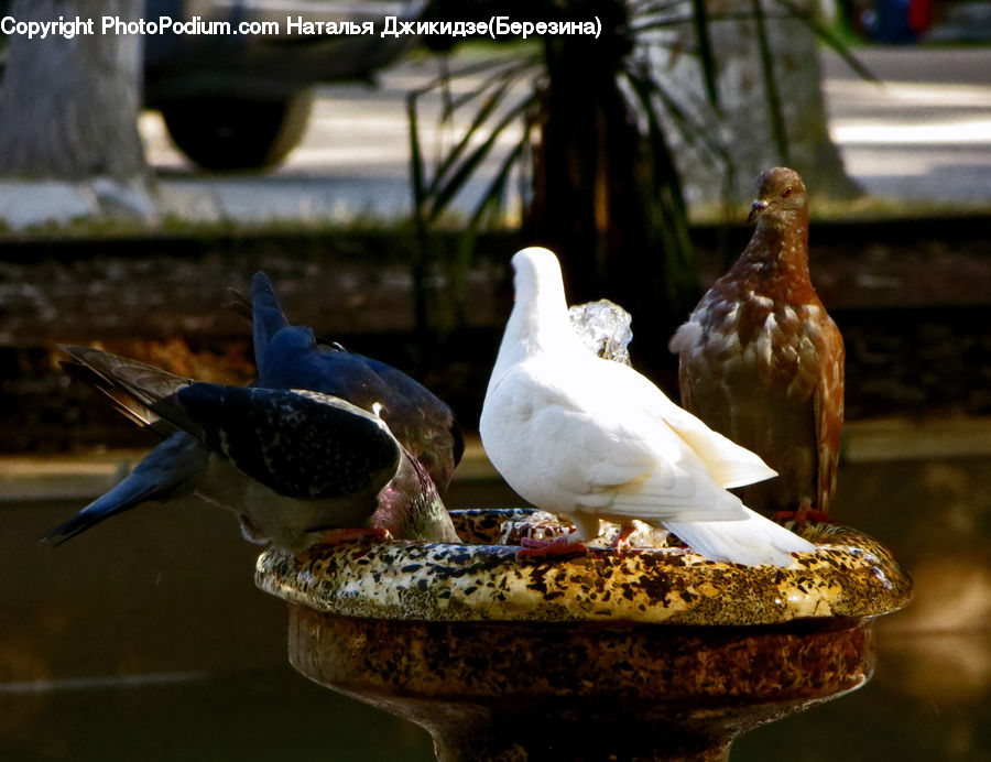 Bird, Swallow, Bird Feeder, Dove, Pigeon, Grouse, Ptarmigan