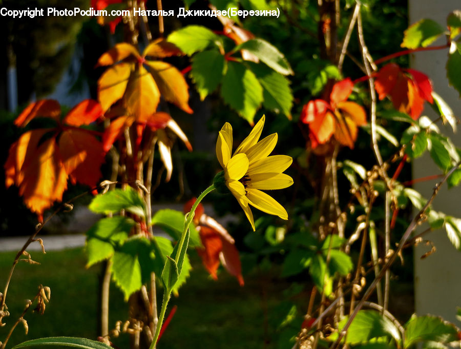 Plant, Potted Plant, Blossom, Flora, Flower, Floral Design, Flower Arrangement