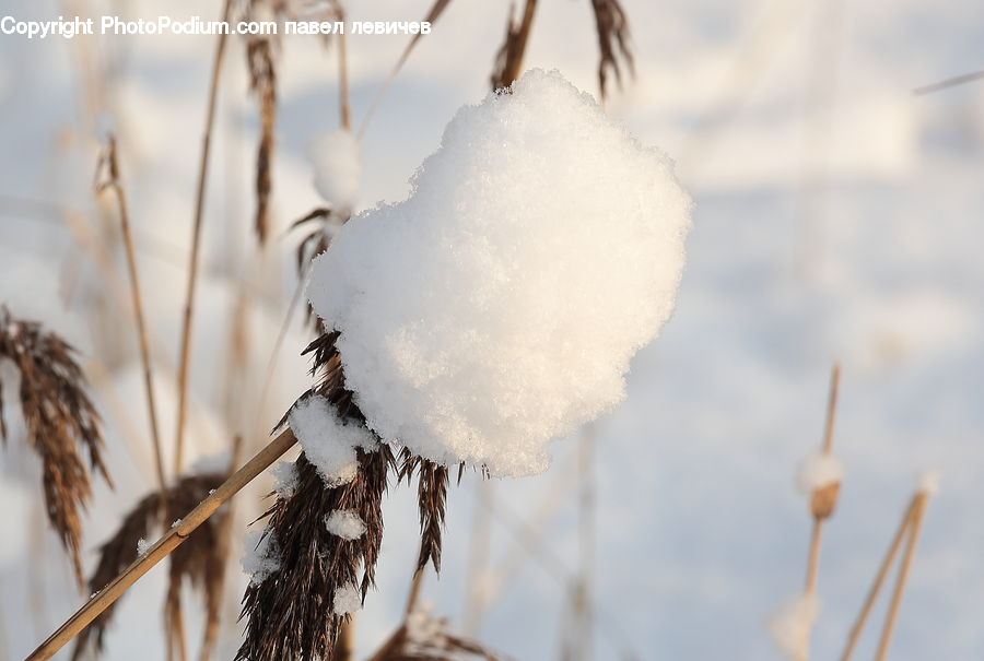 Grass, Plant, Reed, Cotton, Fiber, Bird, Grouse