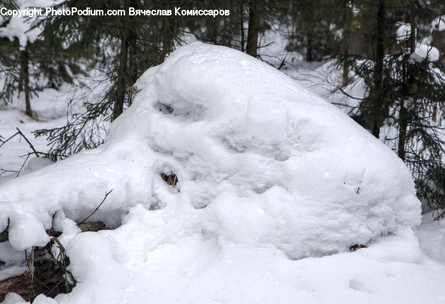 Ice, Outdoors, Snow, Snowman, Winter, Conifer, Fir