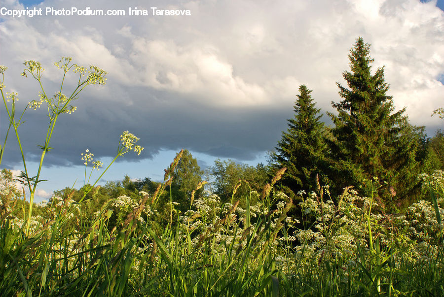 Field, Grass, Grassland, Plant, Conifer, Fir, Pine