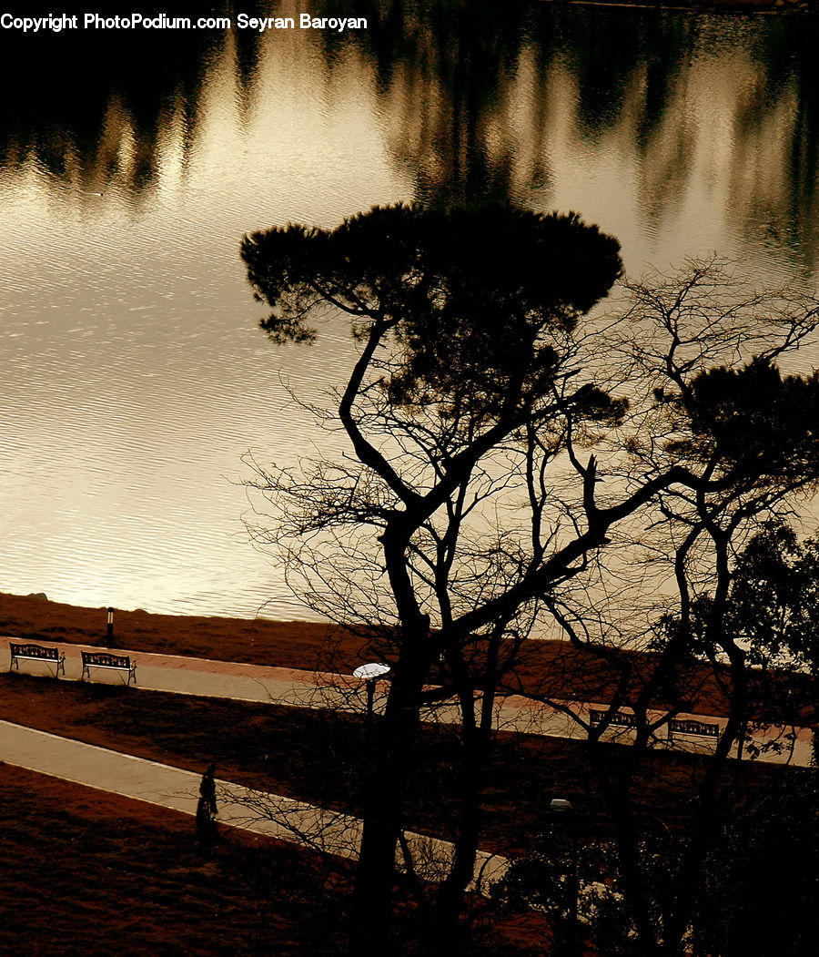 Plant, Tree, Park Bench, Oak, Wood, Silhouette, Forest