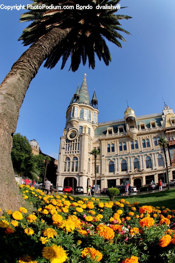 Flora, Flower, Plant, Treasure Flower, Architecture, Bell Tower, Clock Tower