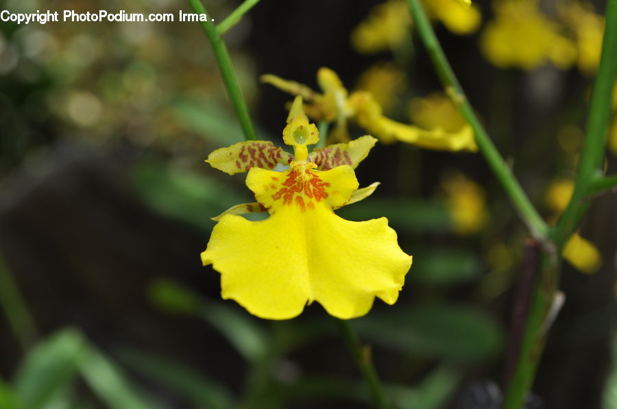 Blossom, Flora, Flower, Plant, Aquilegia, Daffodil, Gladiolus