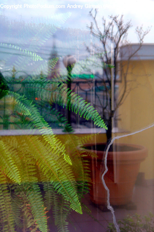Art, Conifer, Fir, Plant, Tree, Pot, Pottery