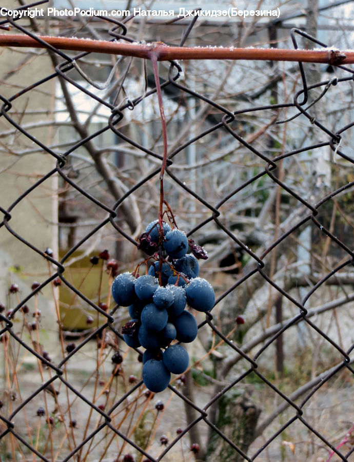 Fruit, Grapes, Blueberry, Plant, Vine